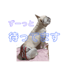 きな子ちゃん家族連絡用スタンプ（個別スタンプ：13）