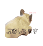 きな子ちゃん家族連絡用スタンプ（個別スタンプ：16）