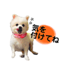 大好きはなちゃんスタンプ（個別スタンプ：9）
