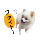 大好きはなちゃんスタンプ（個別スタンプ：12）