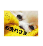 大好きはなちゃんスタンプ（個別スタンプ：14）