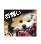 大好きはなちゃんスタンプ（個別スタンプ：31）