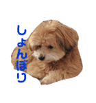みるくるみ（個別スタンプ：1）