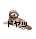 みるくるみ（個別スタンプ：10）