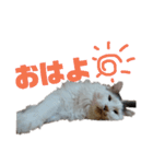 もふ次郎スタンプ（個別スタンプ：1）