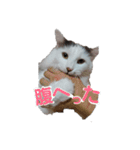 もふ次郎スタンプ（個別スタンプ：6）