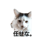 もふ次郎スタンプ（個別スタンプ：7）