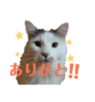 もふ次郎スタンプ（個別スタンプ：10）