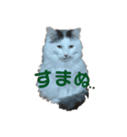 もふ次郎スタンプ（個別スタンプ：14）