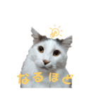 もふ次郎スタンプ（個別スタンプ：16）