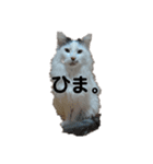 もふ次郎スタンプ（個別スタンプ：19）