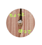 もふ次郎スタンプ（個別スタンプ：22）