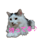 もふ次郎スタンプ（個別スタンプ：23）
