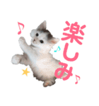 もふ次郎スタンプ（個別スタンプ：32）