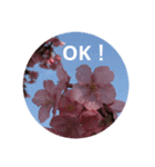 桜 スタンプ（個別スタンプ：1）