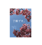 桜 スタンプ（個別スタンプ：2）