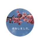 桜 スタンプ（個別スタンプ：3）