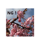 桜 スタンプ（個別スタンプ：4）