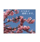 桜 スタンプ（個別スタンプ：7）
