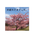 桜 スタンプ（個別スタンプ：8）