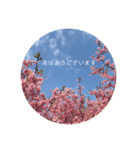桜 スタンプ（個別スタンプ：9）