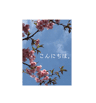 桜 スタンプ（個別スタンプ：10）