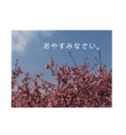 桜 スタンプ（個別スタンプ：11）