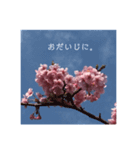 桜 スタンプ（個別スタンプ：12）