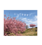 桜 スタンプ（個別スタンプ：13）