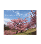 桜 スタンプ（個別スタンプ：15）