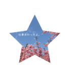 桜 スタンプ（個別スタンプ：17）