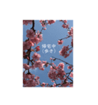 桜 スタンプ（個別スタンプ：20）