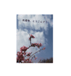 桜 スタンプ（個別スタンプ：21）
