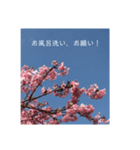 桜 スタンプ（個別スタンプ：22）