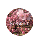 桜 スタンプ（個別スタンプ：26）