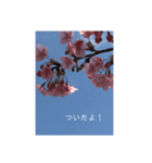 桜 スタンプ（個別スタンプ：27）