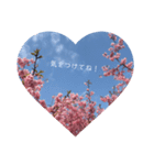 桜 スタンプ（個別スタンプ：28）