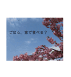 桜 スタンプ（個別スタンプ：30）