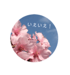 桜 スタンプ（個別スタンプ：32）