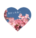 桜 スタンプ（個別スタンプ：33）