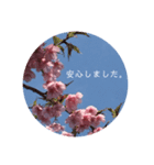 桜 スタンプ（個別スタンプ：34）