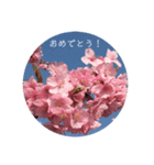 桜 スタンプ（個別スタンプ：35）