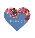 桜 スタンプ（個別スタンプ：37）