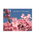 桜 スタンプ（個別スタンプ：38）