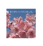 桜 スタンプ（個別スタンプ：39）