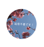 桜 スタンプ（個別スタンプ：40）