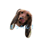 愛犬KOKO（個別スタンプ：5）