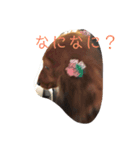愛犬KOKO（個別スタンプ：6）