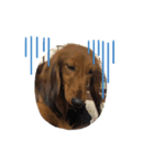 愛犬KOKO（個別スタンプ：7）