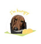 愛犬KOKO（個別スタンプ：8）